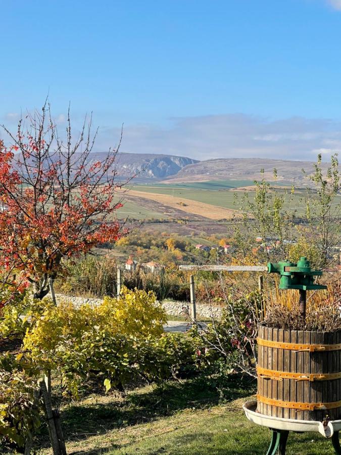 Wineyards Salin