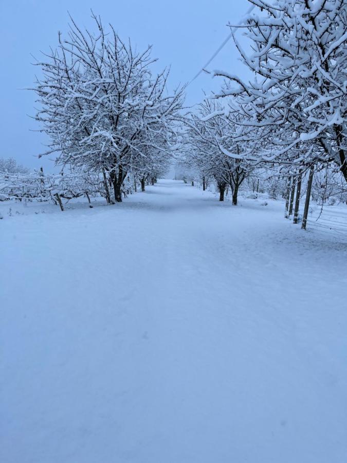Wineyards Salin Bed & Breakfast Turda