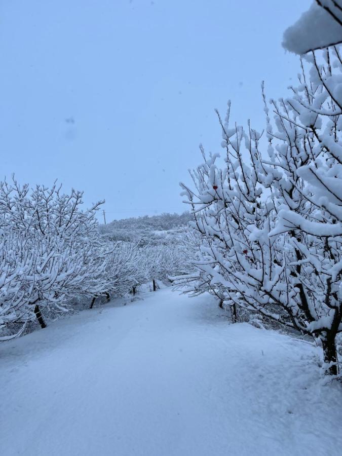 Wineyards Salin